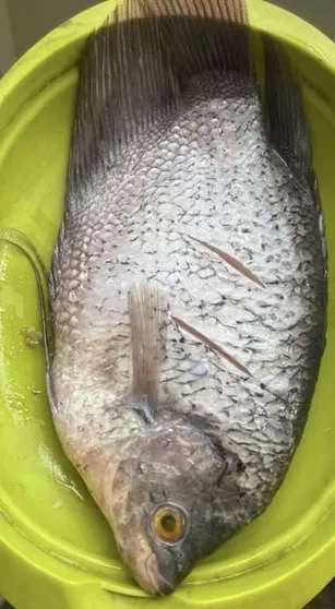 Ikan gurame olah 1 ekor